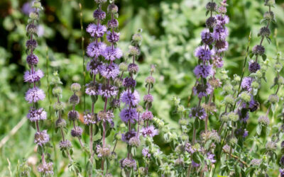 Poejo: saiba para que serve a erva