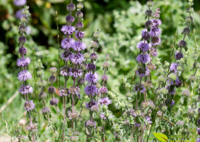 Poejo - Mentha pulegium