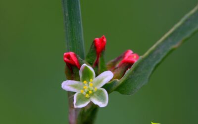 Polygonum aviculare – CENTINODIA; ERVA-DE-PASSARINHO