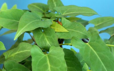 Polygonum multiflorum (FO-TI; HO SHOU WU)