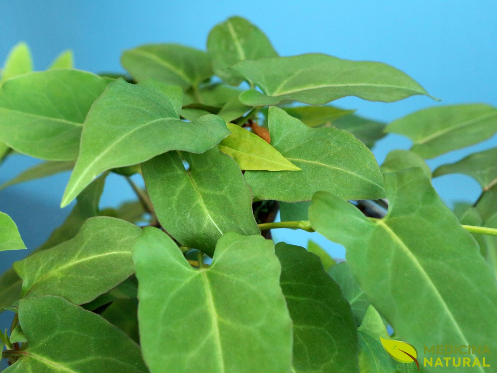 Polygonum multiflorum - FO-TI