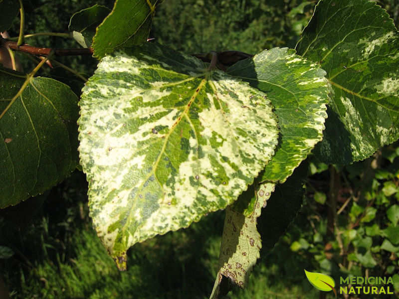 Bálsamo-de-Gileade - Populus candicans