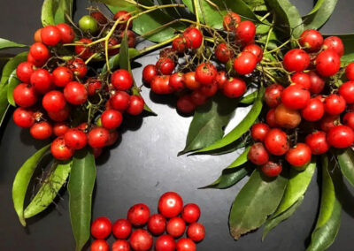 Chá de porangaba - Cordia salicifolia