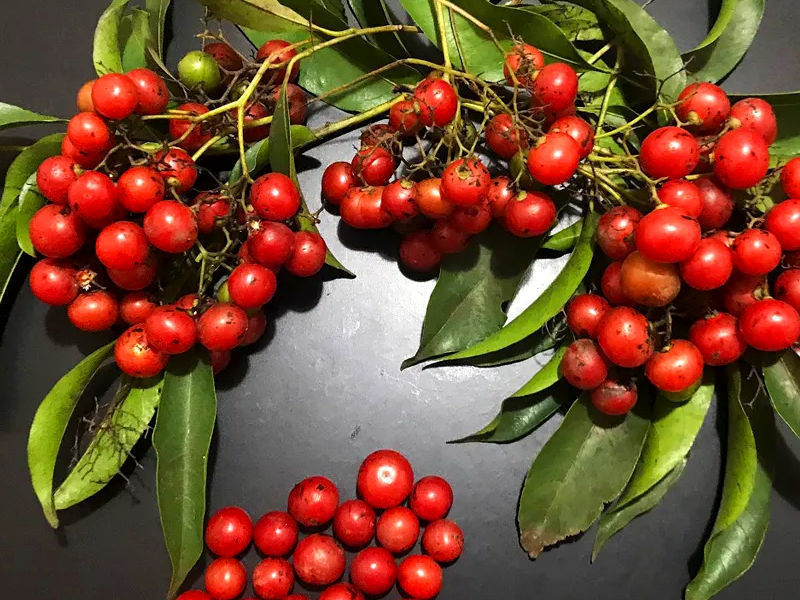 Chá de porangaba - Cordia salicifolia