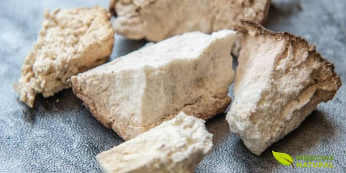 Pedaços do cogumelo poria já seco e preparado para uso medicinal. Nesta forma, ele pode ser moído para fazer pós, encapsulado ou adicionado a sopas e caldos, liberando seus compostos bioativos, como os polissacarídeos e triterpenos, que são responsáveis por seus múltiplos benefícios à saúde. Fonte: Mushroom Revival