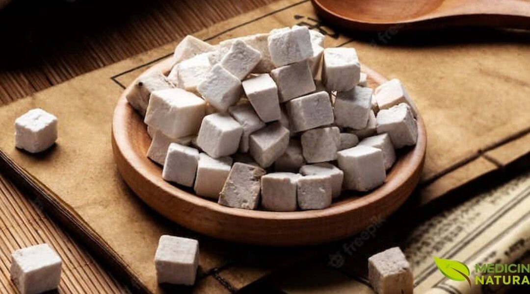 Poria: Cogumelo Medicinal Aprovado Como Remédio Para Câncer