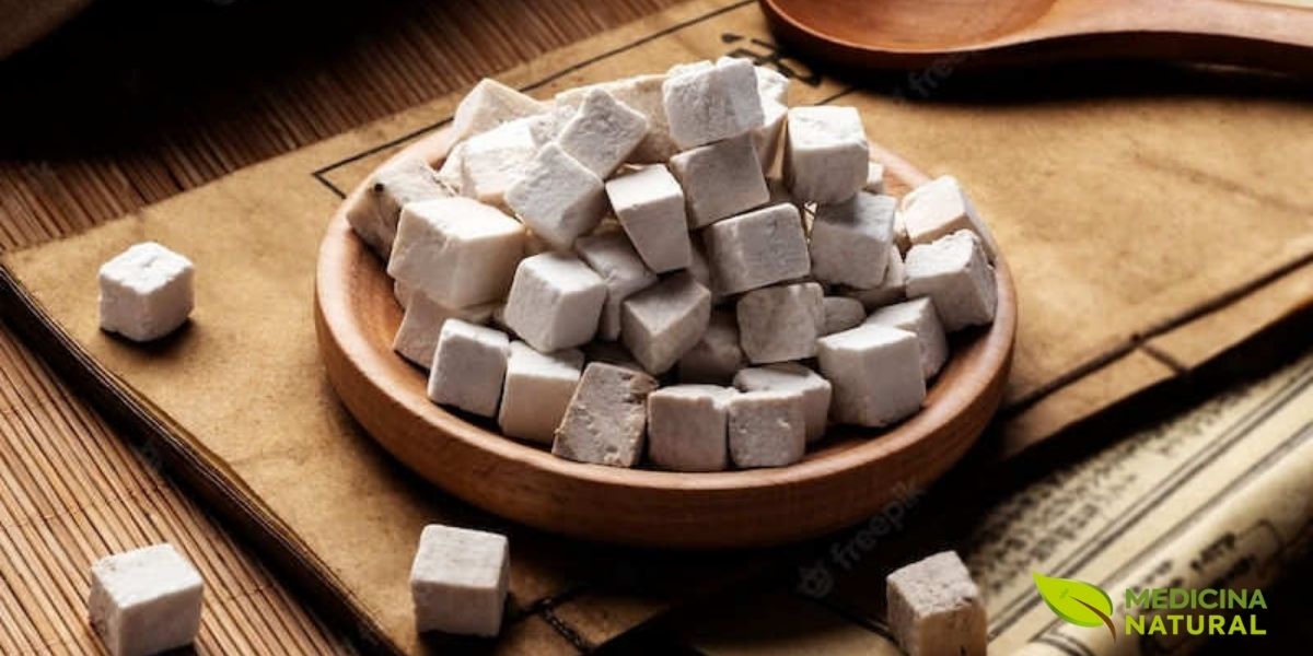 O esclerócio do poria (Poria cocos), a parte do cogumelo que cresce no subsolo e concentra todas as propriedades medicinais. Com aparência de uma batata, este fungo é um tesouro da medicina tradicional chinesa, usado há mais de 2.000 anos por seus efeitos diuréticos, calmantes e, mais recentemente, antitumorais. O esclerócio do poria (Poria cocos), a parte do cogumelo que cresce no subsolo e concentra todas as propriedades medicinais. Com aparência de uma batata, este fungo é um tesouro da medicina tradicional chinesa, usado há mais de 2.000 anos por seus efeitos diuréticos, calmantes e, mais recentemente, antitumorais.