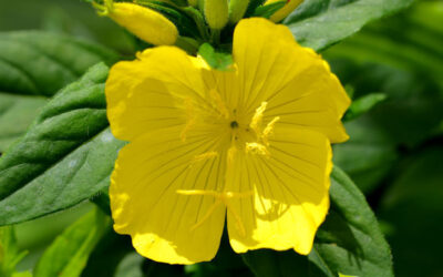 Prímula: saiba para que serve a planta