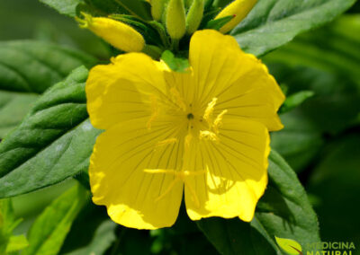 Prímula - Oenothera biennis