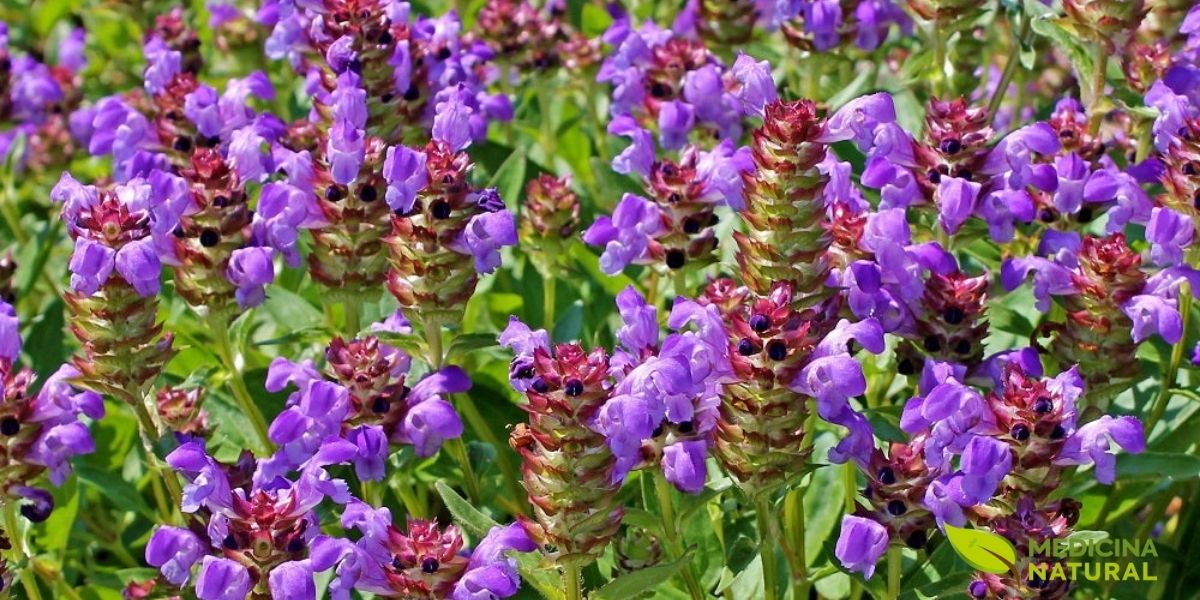 A Prunella vulgaris cresce naturalmente em campos, pastagens, bordas de estradas e jardins ao redor do mundo. Sua capacidade de prosperar em diferentes ambientes e climas fez dela uma planta cosmopolita, presente em todos os continentes exceto a Antártida. Essa adaptabilidade reflete sua resistência e vitalidade, características que também se manifestam em suas propriedades medicinais fortalecedoras e regeneradoras.