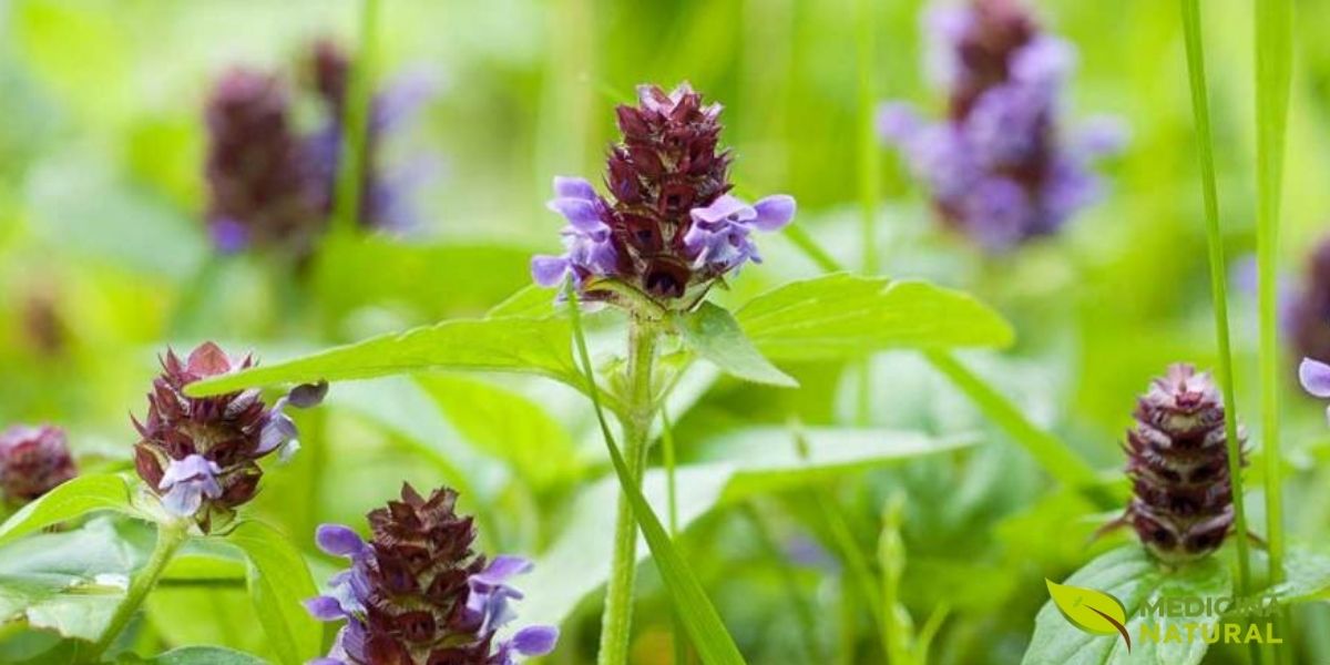 As flores da Prunella vulgaris são a parte mais reconhecível da planta, com sua cor roxa vibrante e formato de capacete. Elas contêm altas concentrações de compostos bioativos, como flavonoides e ácido rosmarínico, responsáveis por suas propriedades anti-inflamatórias e antioxidantes. Na fitoterapia, as flores são usadas em chás, tinturas e pomadas para tratar desde dores de garganta até problemas de pele, demonstrando a versatilidade e a potência contida nessas pequenas estruturas.