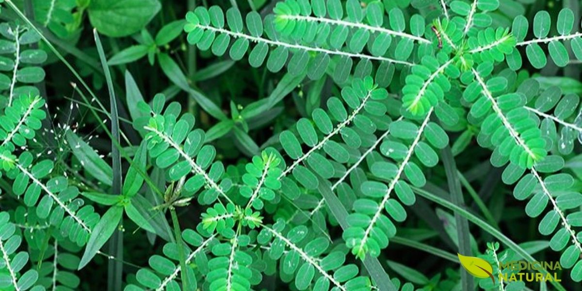 Quebra-Pedrao (Phyllanthus niruri) crescendo de forma selvagem, demonstrando sua resiliência e capacidade de adaptação. A imagem mostra a planta em um ambiente rochoso e úmido, seu habitat preferido. É um lembrete de que os remédios mais poderosos muitas vezes vêm dos lugares mais inesperados, crescendo livremente sob nossos pés.