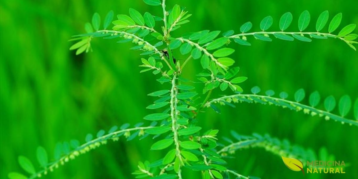 Uma imagem vibrante da Phyllanthus niruri, a famosa quebra-pedra. Observe a delicadeza de suas pequenas folhas dispostas simetricamente ao longo do caule. A imagem realça a textura e o padrão repetitivo das folhas, criando uma visão hipnotizante. É uma representação da abundância e da força da natureza, mostrando como uma pequena planta pode cobrir extensas áreas, oferecendo seus benefícios de forma generosa e ampla.
