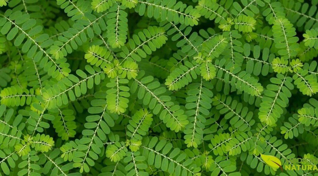 Quebra-Pedra (Phyllanthus niruri): O Aliado Natural da Saúde