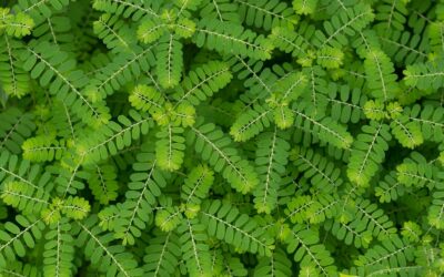 Quebra-pedra: saiba para que serve o chá