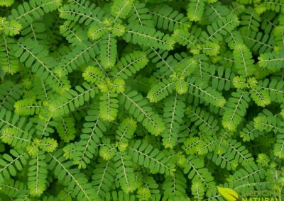 Quebra-pedra - Phyllanthus niruri