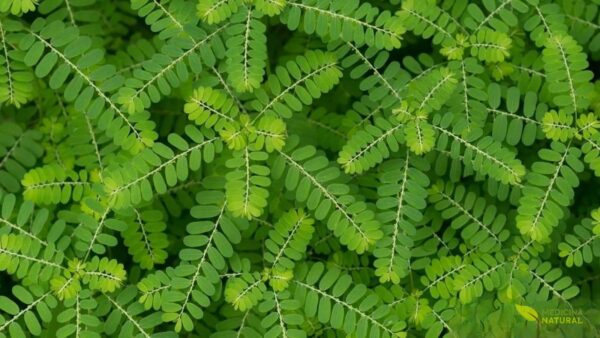 Quebra-pedra - Phyllanthus niruri