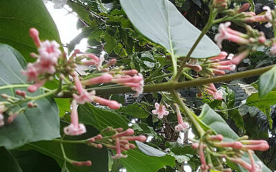 Quina-amarela (cinchona): para que serve