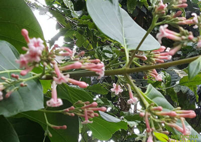 Quina-amarela - Cinchona calisaya