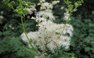 Rainha-do-prado: saiba para que serve