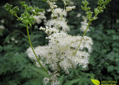 Rainha-do-prado - Filipendula ulmaria