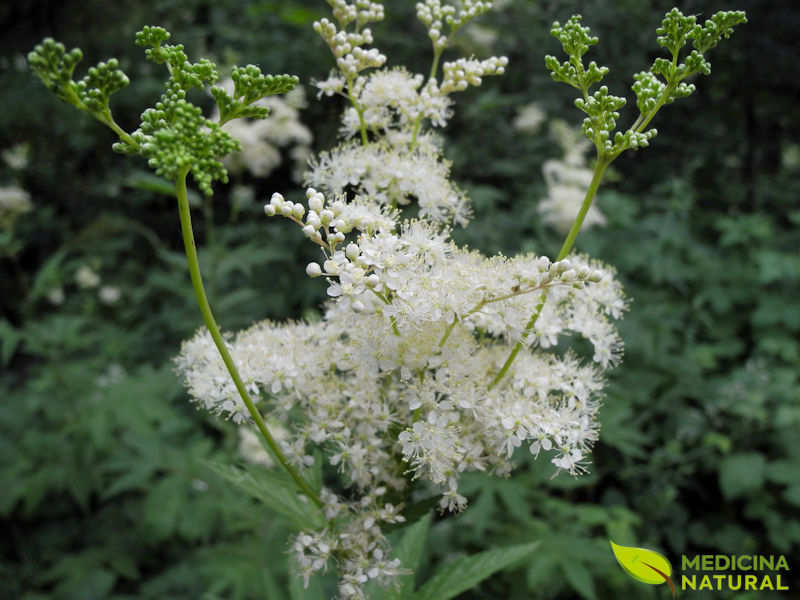 Rainha-do-prado - Filipendula ulmaria