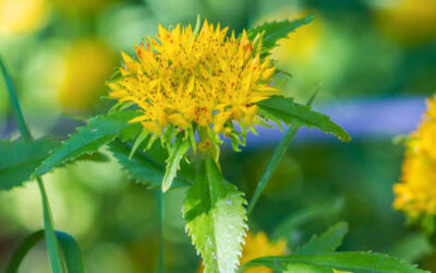 Rhodiola rosea: saiba para que serve