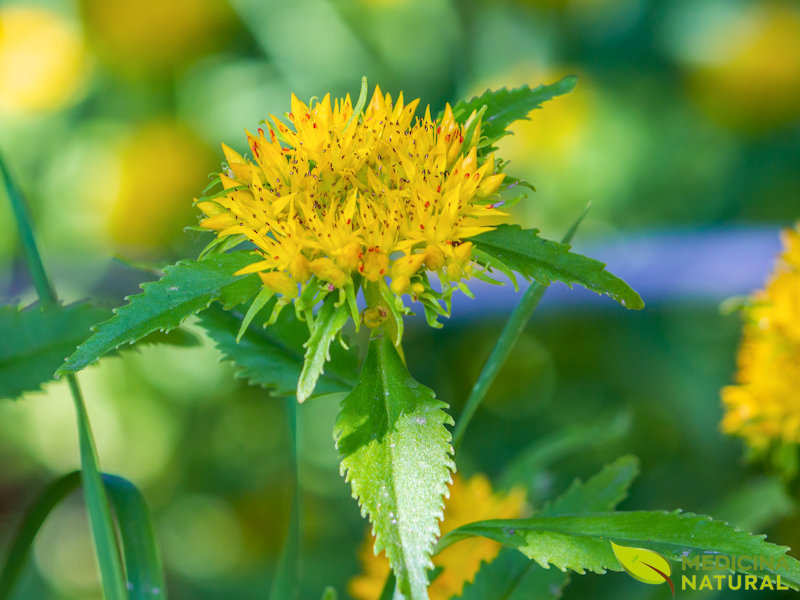 Raiz-dourada - Rhodiola rosea