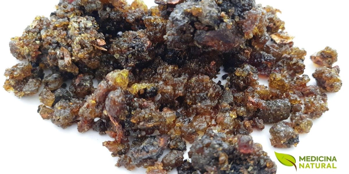 Pedaços da resina dourada de guggul (Commiphora wightii), um tesouro da medicina ayurvédica usado há mais de 3.000 anos. Esta oleo-goma-resina é extraída da casca da árvore e concentra compostos bioativos como a guggulsterona, responsável por suas potentes propriedades anti-inflamatórias e seus efeitos no metabolismo. A resina é tradicionalmente purificada antes do uso medicinal para remover impurezas e potencializar sua eficácia terapêutica.