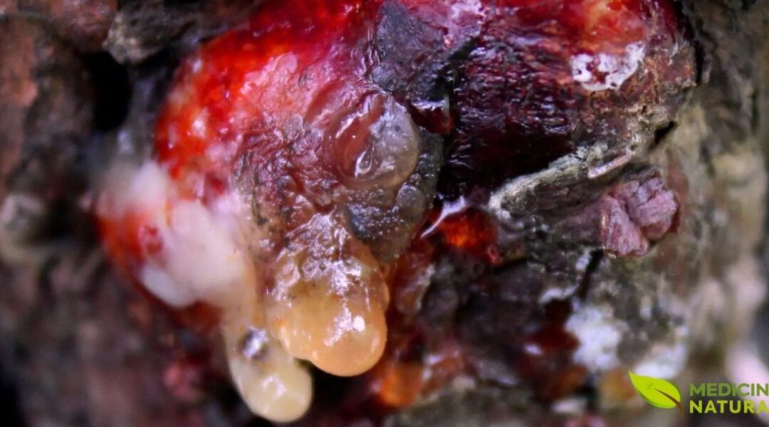 Taninos: Guia Completo de Benefícios, Fontes e Saúde