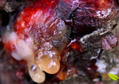 Os taninos são uma arma química crucial no arsenal de defesa das plantas. Eles não apenas dissuadem herbívoros com seu sabor, mas também podem inibir o crescimento de bactérias e fungos patogênicos, protegendo a planta de uma ampla gama de ameaças ambientais.