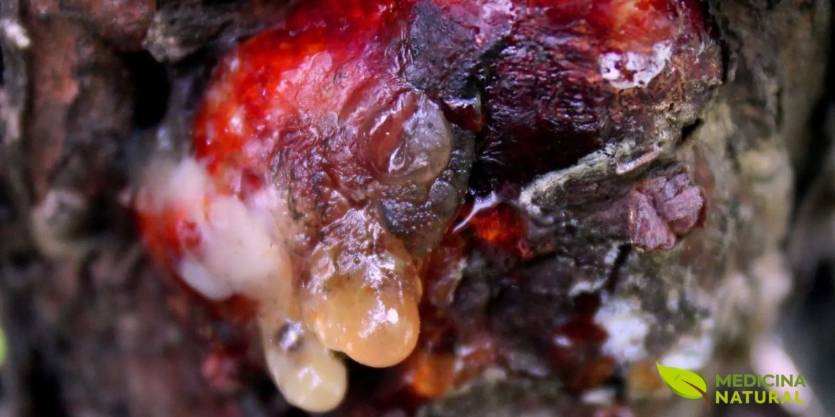 Os taninos são uma arma química crucial no arsenal de defesa das plantas. Eles não apenas dissuadem herbívoros com seu sabor, mas também podem inibir o crescimento de bactérias e fungos patogênicos, protegendo a planta de uma ampla gama de ameaças ambientais.