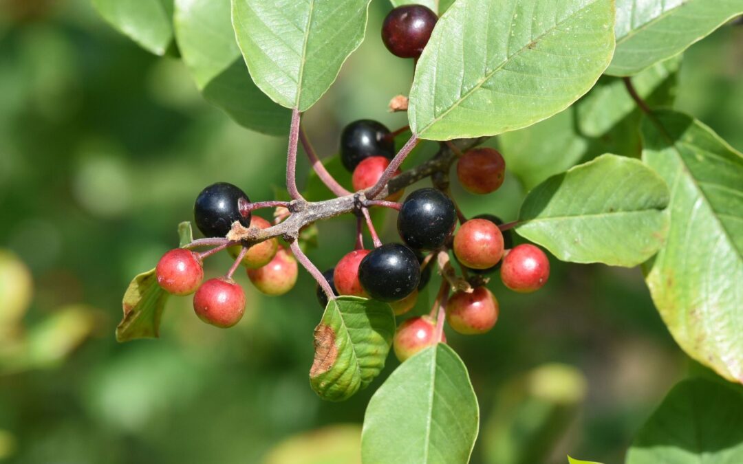 Frângula: saiba para que serve o chá