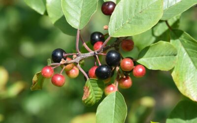Rhamnus frangula – FRÂNGULA