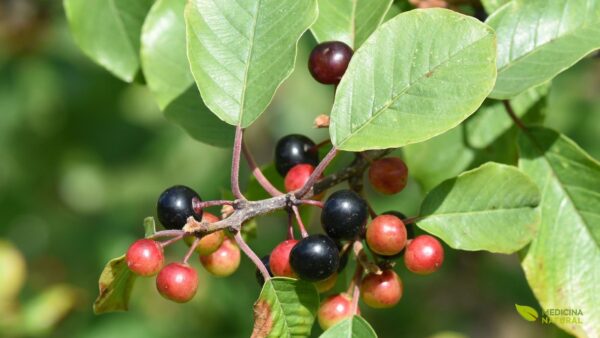 Casca do amieiro-negro (Rhamnus frangula)