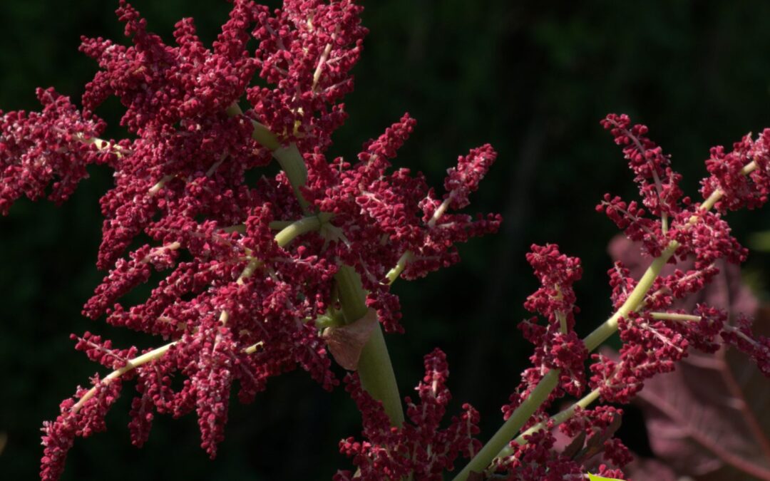 Rheum palmatum (RUIBARBO-PALMADO)