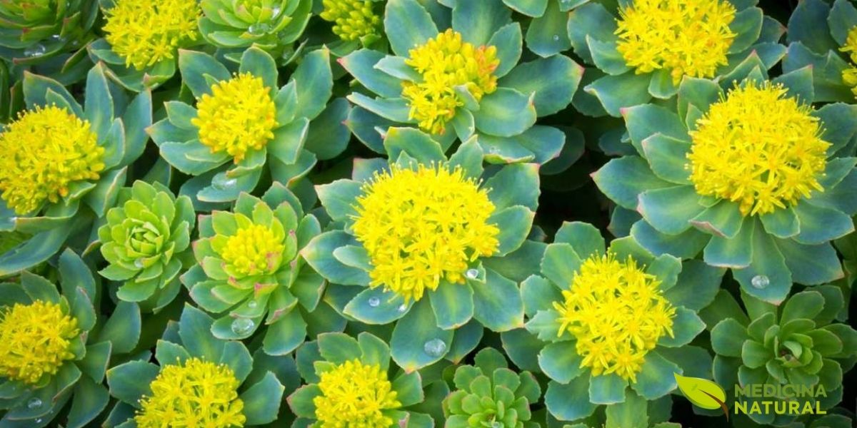 A Rhodiola rosea é uma planta adaptógena que auxilia o corpo a resistir ao estresse físico e mental. Conhecida como 'raiz de ouro', ela tem sido usada há séculos para combater a fadiga e melhorar a energia e o humor, sendo uma excelente aliada natural no manejo dos sintomas da depressão e da ansiedade generalizada.