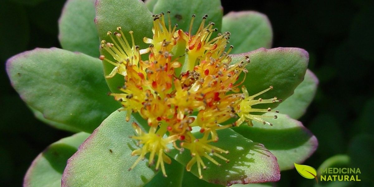 A Rhodiola rosea é um adaptógeno poderoso que combate a fadiga central e aumenta a resistência física. Melhora a utilização de oxigênio e a produção de ATP nas células musculares. A dose ideal é de 200-600 mg tomada 30-60 minutos antes do treino. Permite treinos mais longos e intensos sem efeitos colaterais significativos.
