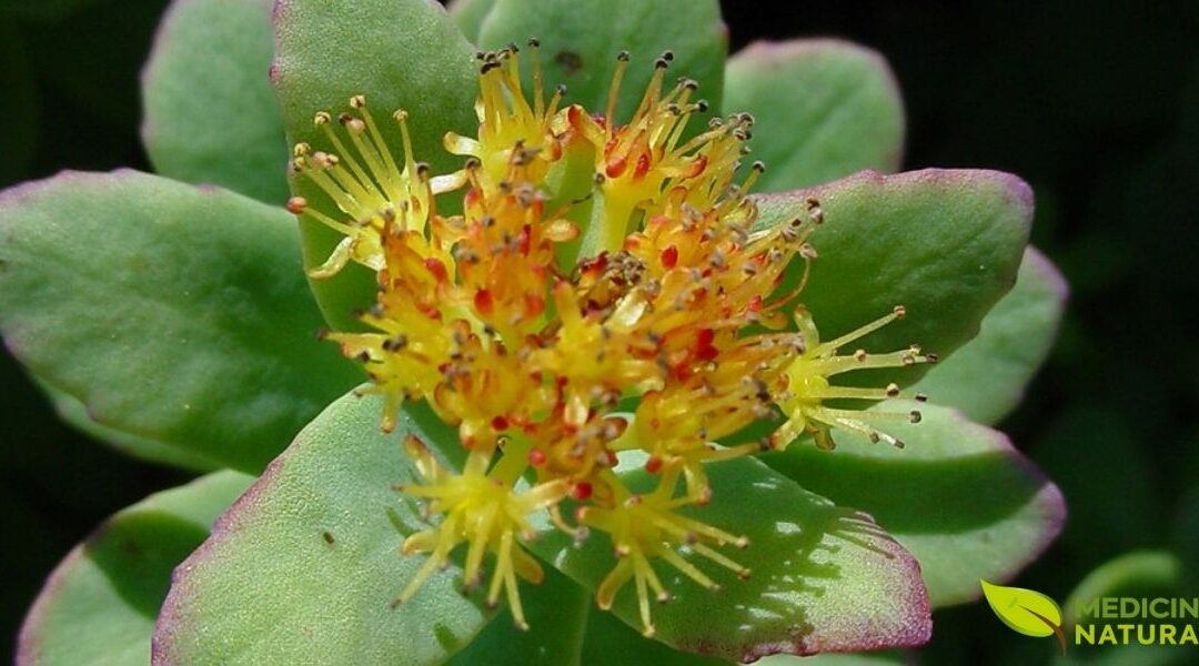 Musculação Natural: Ganhe Massa Muscular com Ashwagandha