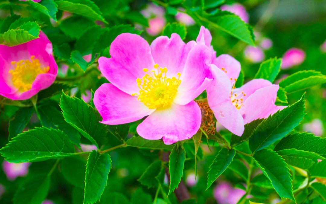 Rosa canina – ROSA-DE-CÃO; ROSA-MOSQUETA; ROSA-SELVAGEM