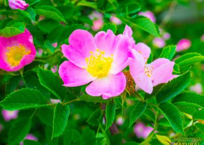 Rosa canina - ROSA-DE-CÃO; ROSA-MOSQUETA; ROSA-SELVAGEM