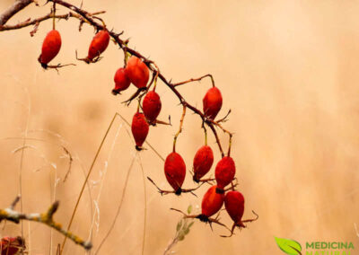 Rosa-mosqueta - Rosa canina