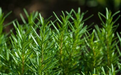 Rosmarinus officinalis (ALECRIM-ROSMARINHO)