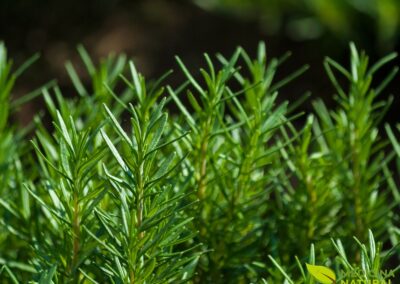 Rosmarinus officinalis - ALECRIM-ROSMARINHO