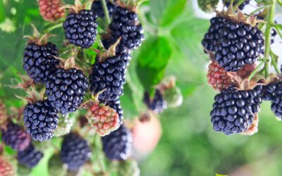 Rubus fructicosus (AMOREIRA-SILVESTRE)