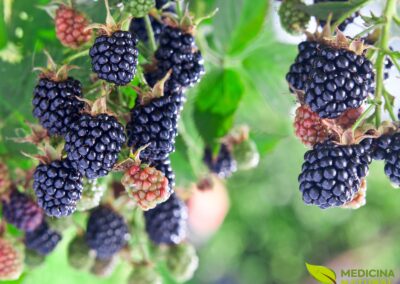 Rubus fructicosus (AMORA-SILVESTRE; AMORA-NEGRA)