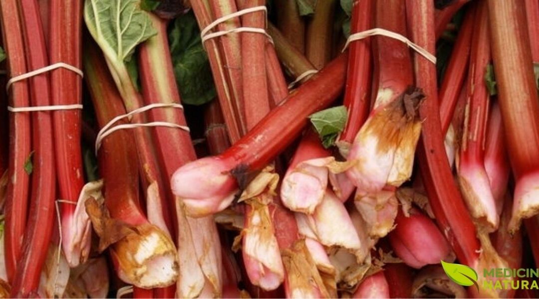 Ruibarbo: Desvende os Segredos Desta Raiz Poderosa