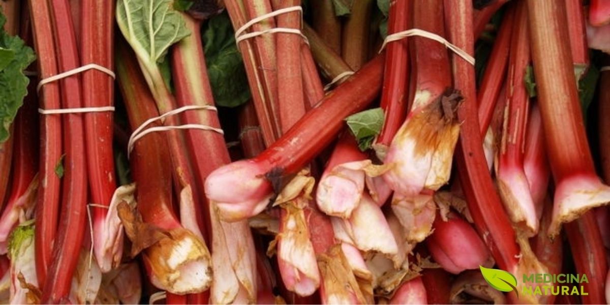 Um feixe de talos de ruibarbo recém-colhidos, amarrados e prontos para uso. Esta imagem evoca a frescura e a versatilidade do ruibarbo na culinária, onde seus talos ácidos são transformados em deliciosas tortas, compotas e outras iguarias, especialmente da espécie Rheum rhabarbarum.