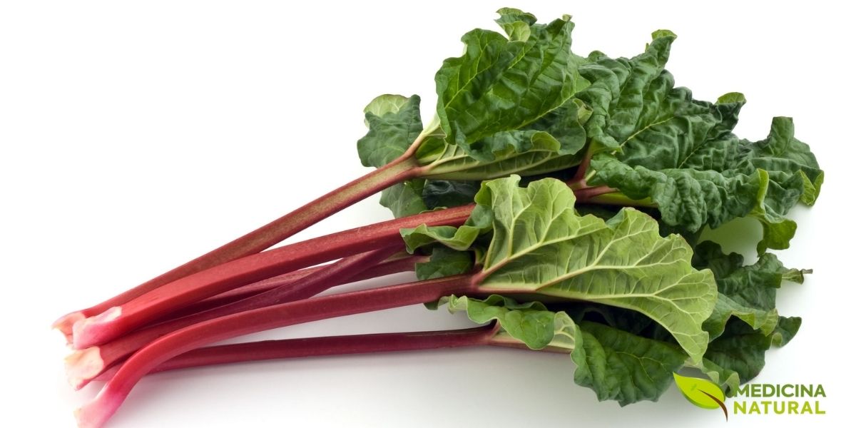 Talos frescos e vibrantes de ruibarbo, com suas cores que variam do vermelho intenso ao verde. Esta imagem representa a vitalidade e a riqueza natural da planta, que é valorizada tanto na culinária quanto na medicina tradicional por suas propriedades benéficas.
