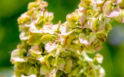 Rumex crispus (LABAÇA; LABÁZIA)